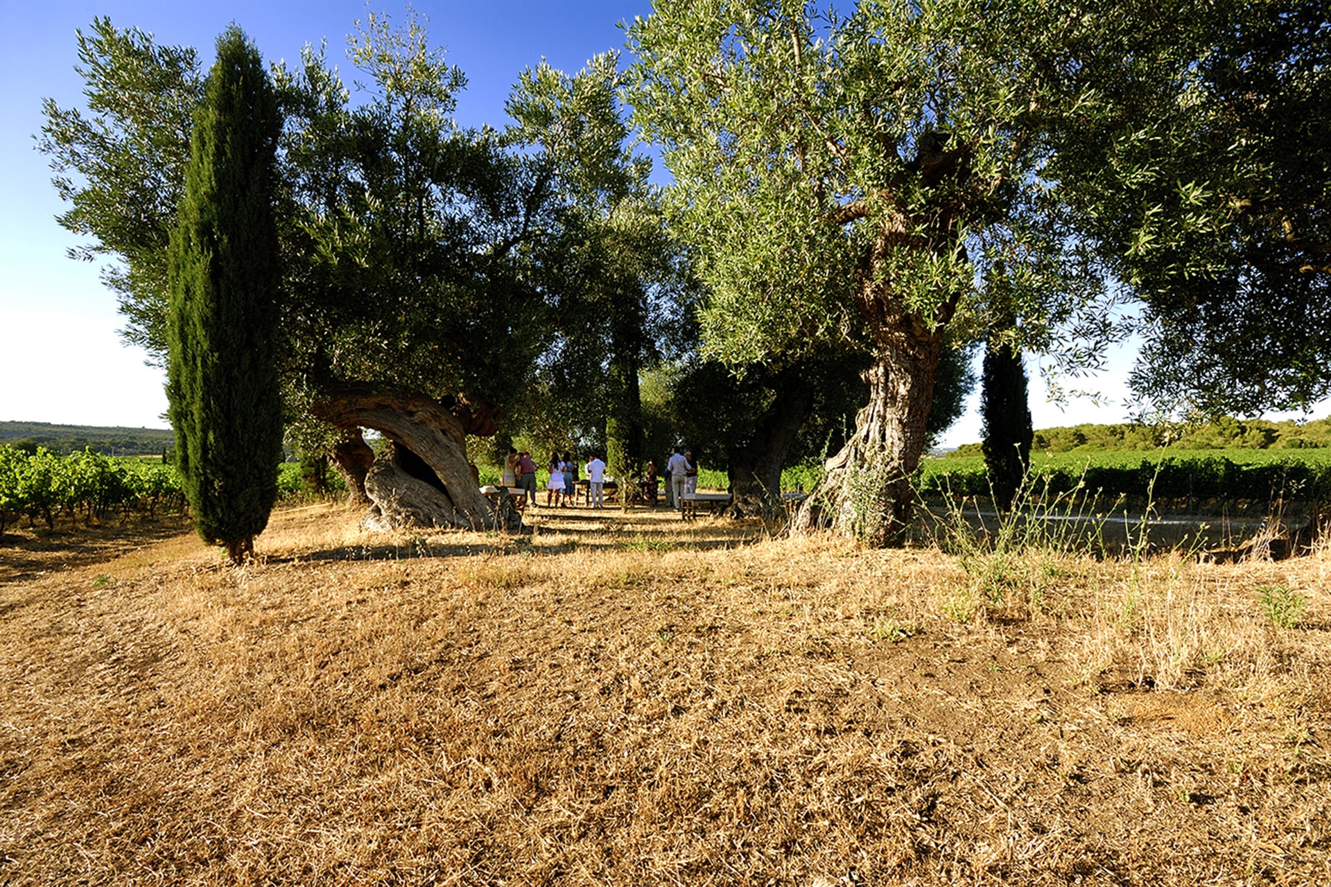 Masseria Amastuola: degustazioni nel vigneto-giardino