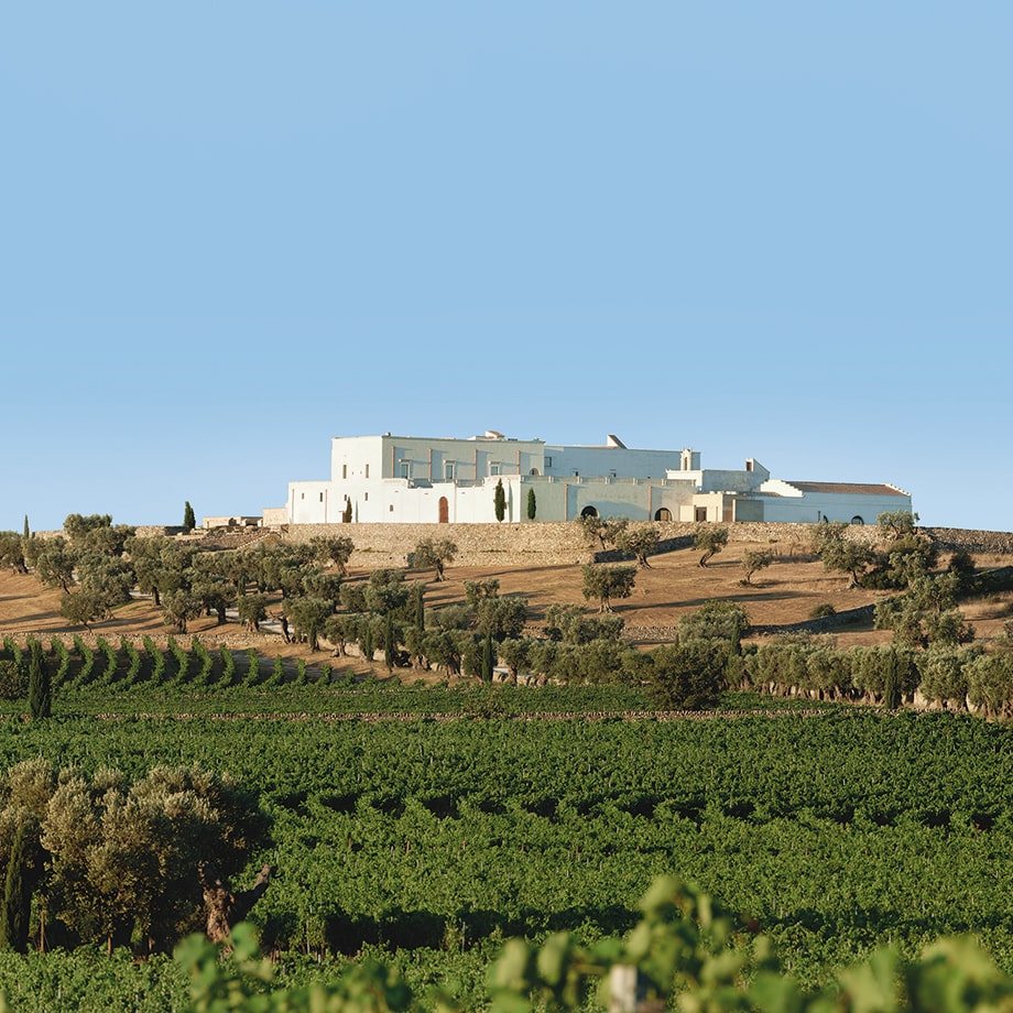 Masseria Amastuola: vigneto giardino