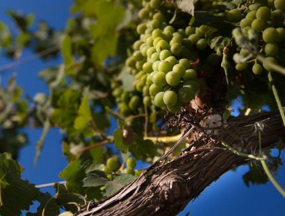 Masseria Amastuola: produzione vini biologici vigneto-giardino