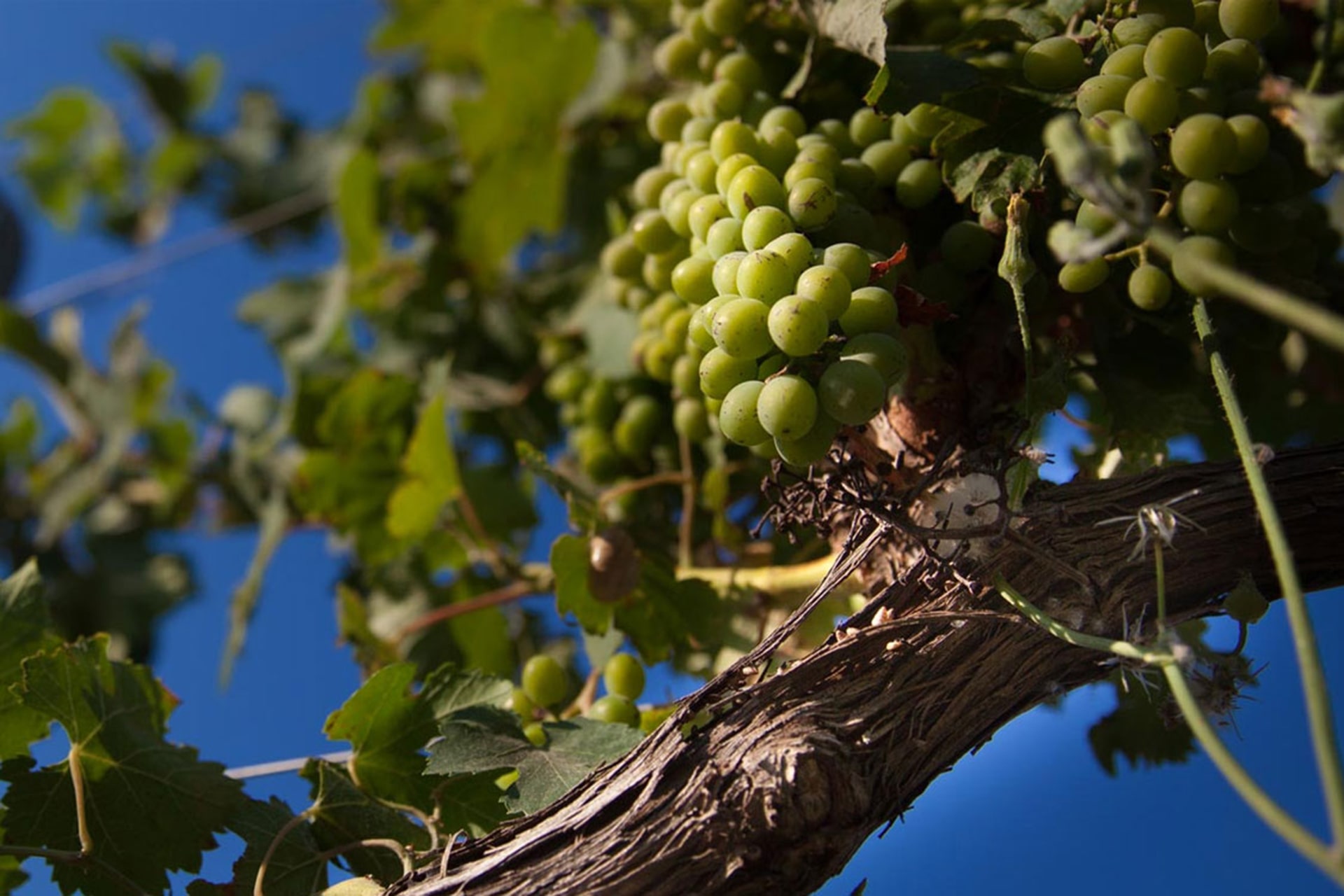 Masseria Amastuola: produzione vini biologici vigneto-giardino