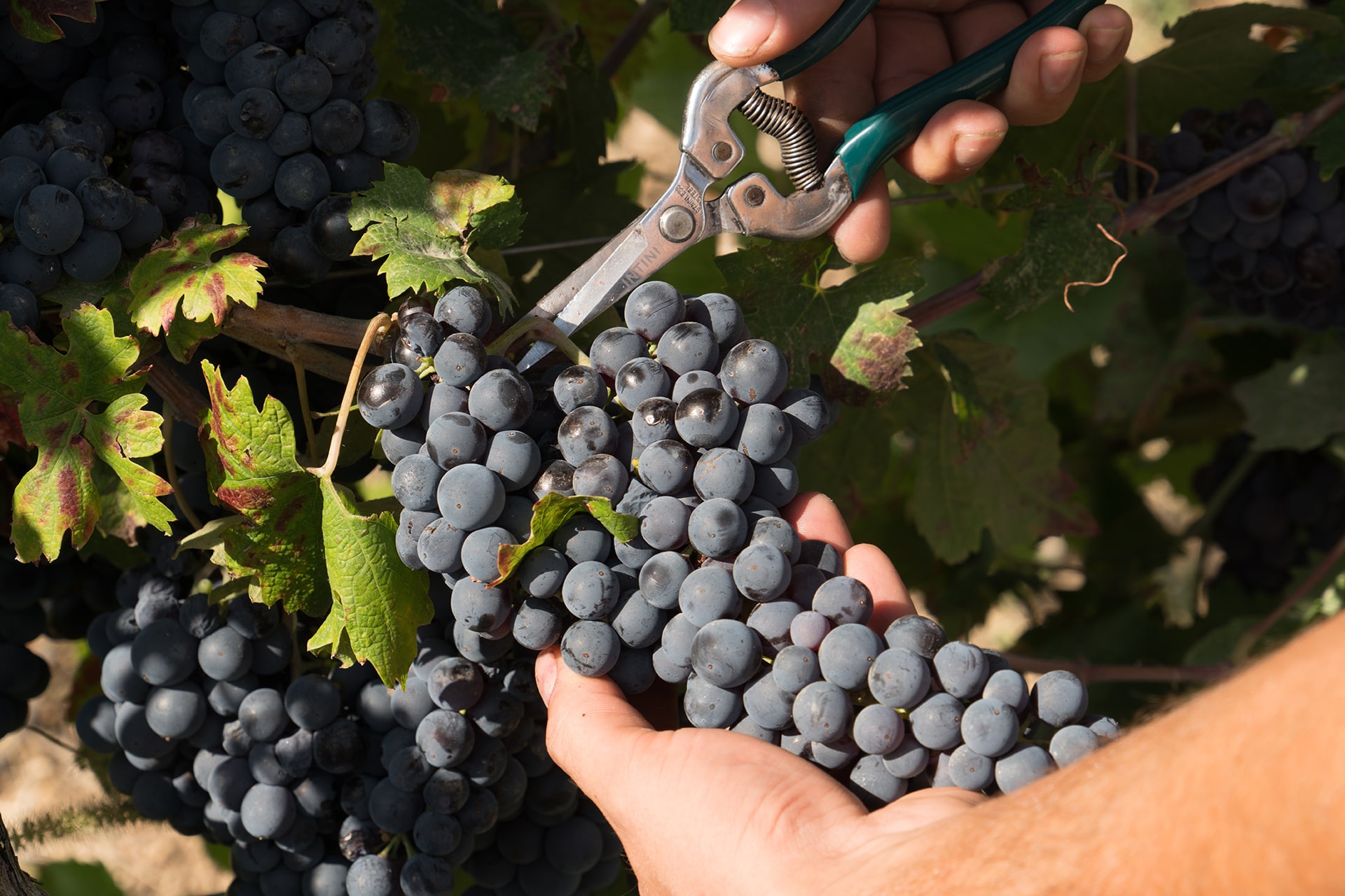 Masseria Amastuola: produzione vini biologici vigneto-giardino