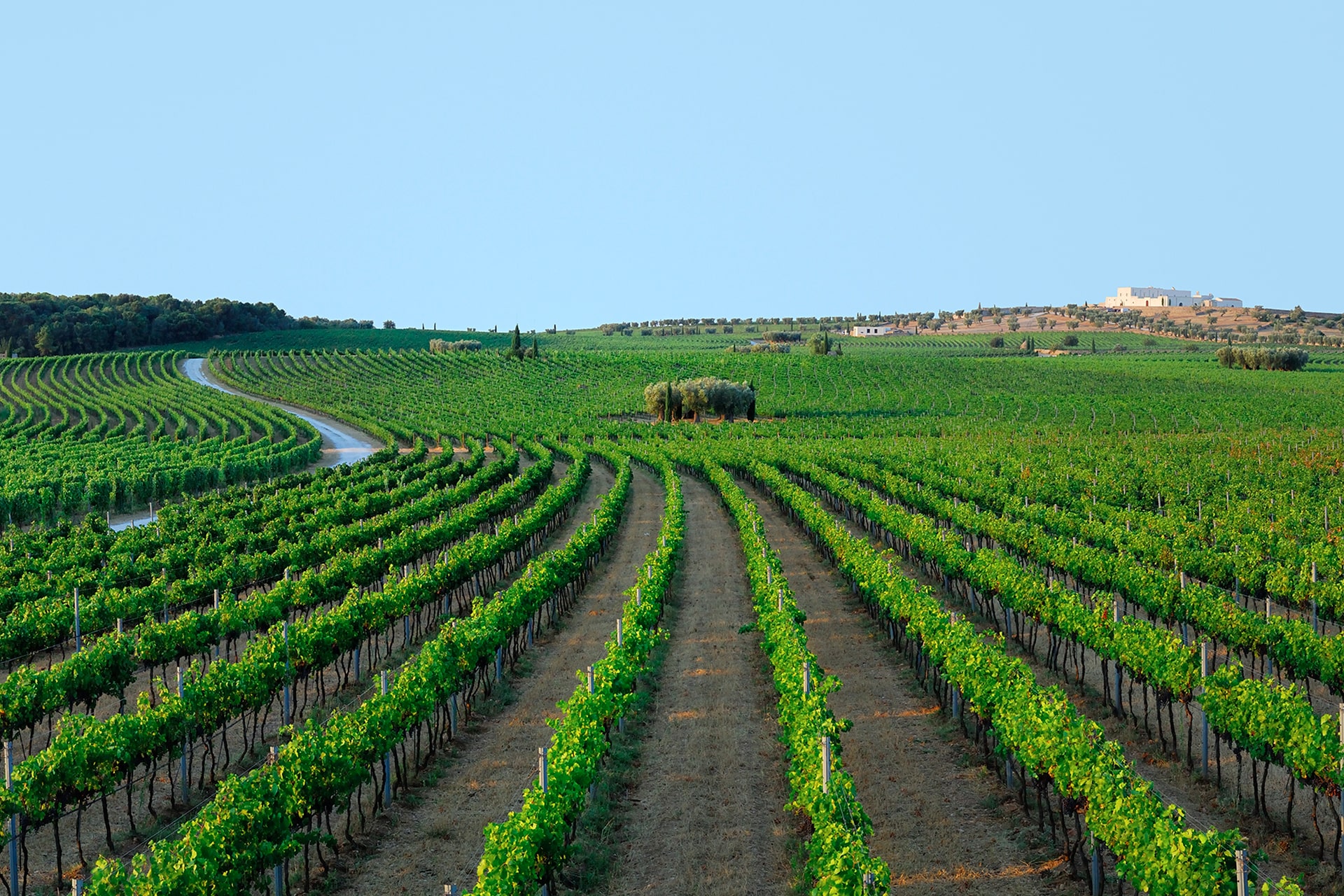 Masseria Amastuola: vigneto-giardino