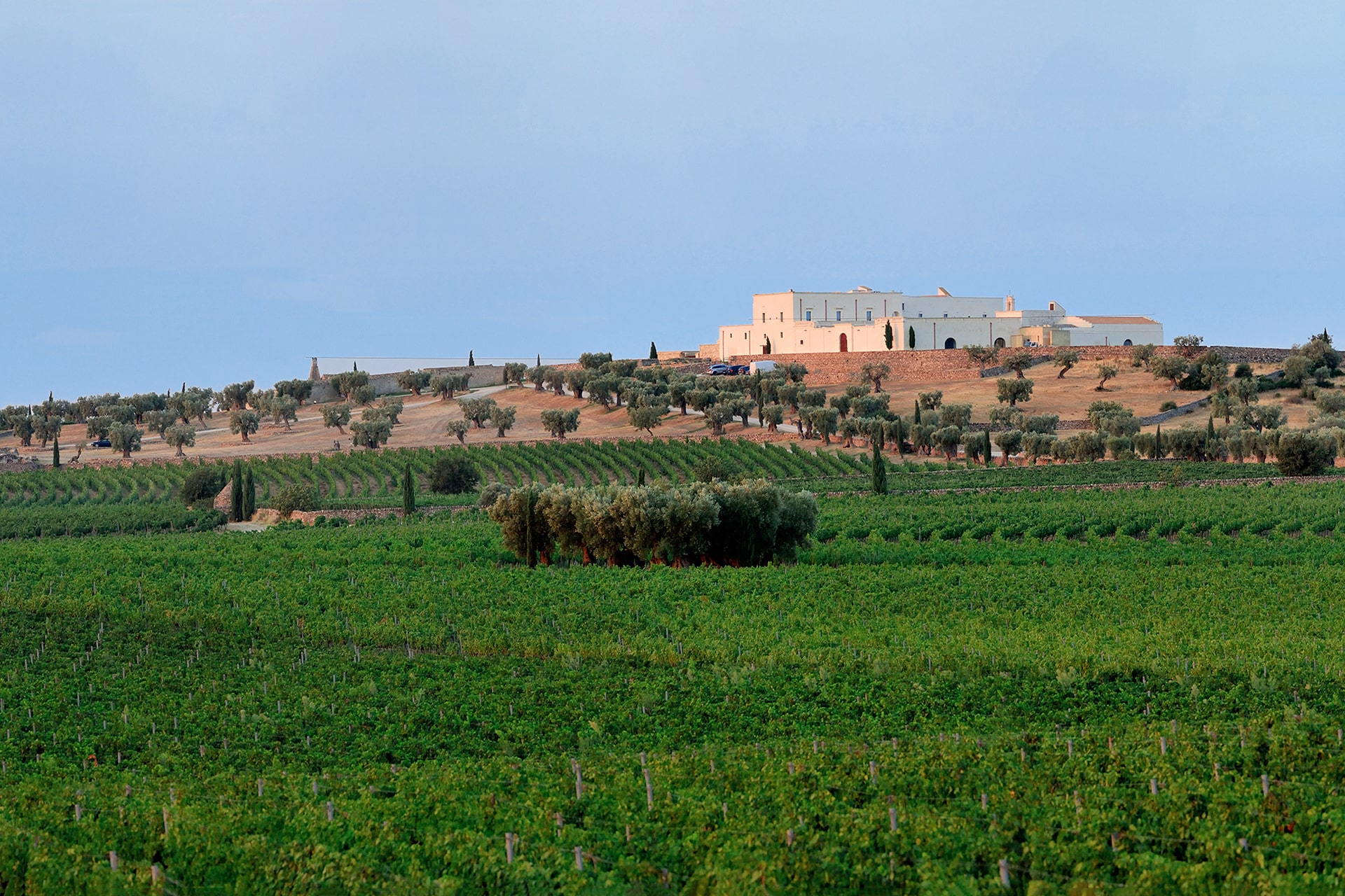 Masseria Amastuola: vigneto-giardino