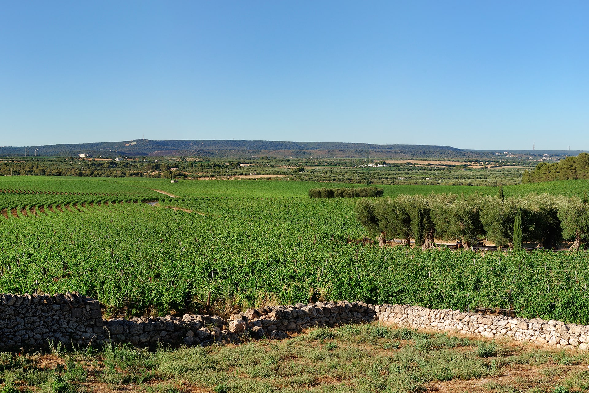 Masseria Amastuola: vigneto-giardino