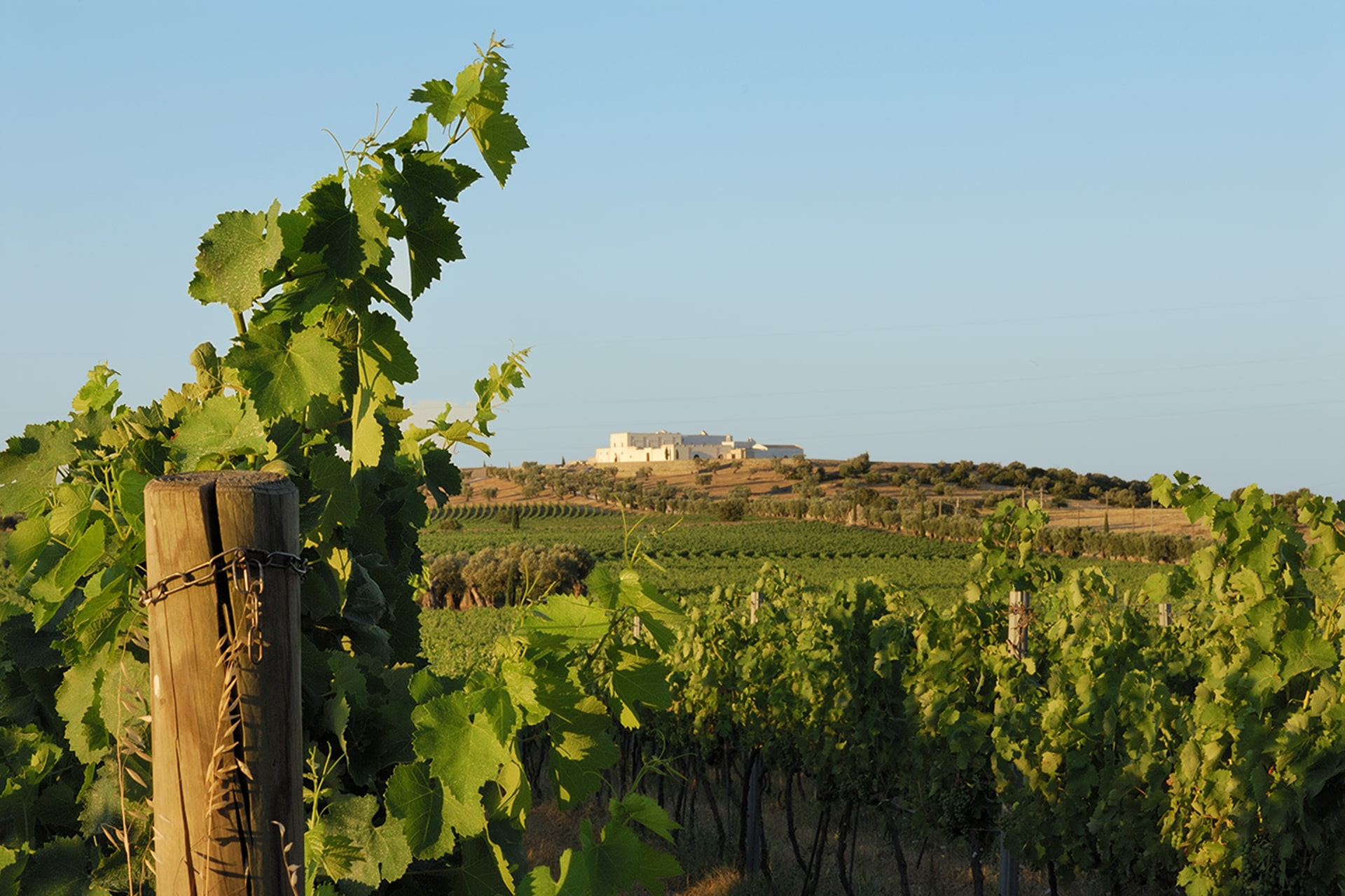 Masseria Amastuola: vigneto-giardino